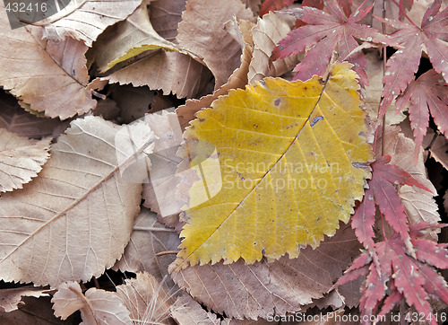 Image of autumn leaves