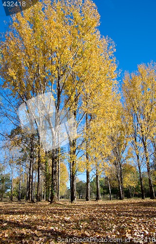 Image of autumn fall tree leaves