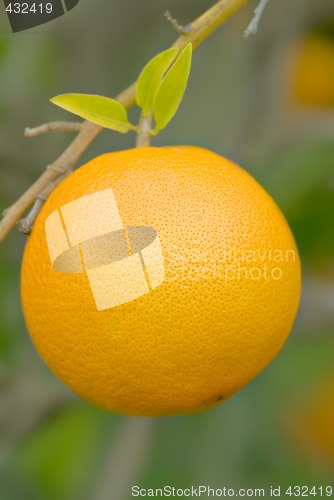 Image of perfect orange on bush