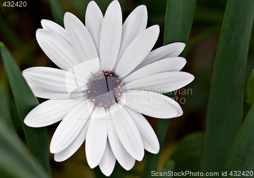 Image of white daisy flower