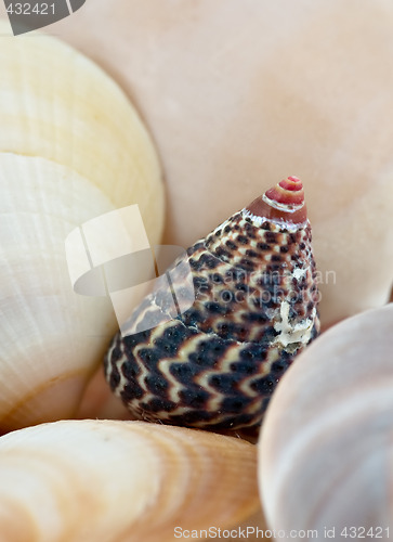 Image of seashells background