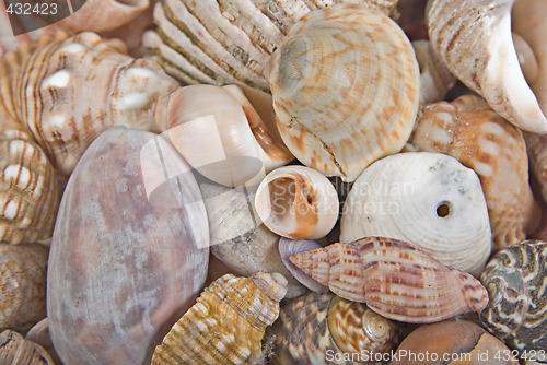 Image of seashells background