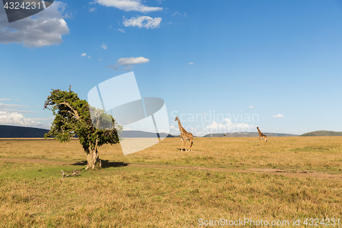 Image of giraffes in savannah at africa