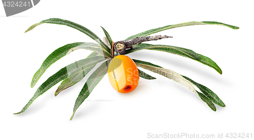 Image of Seabuckthorn berry with leaves
