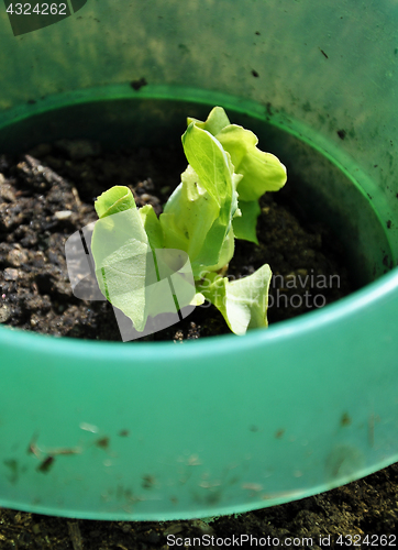 Image of Young kohlrabi plant with slug protection in vegatable garden