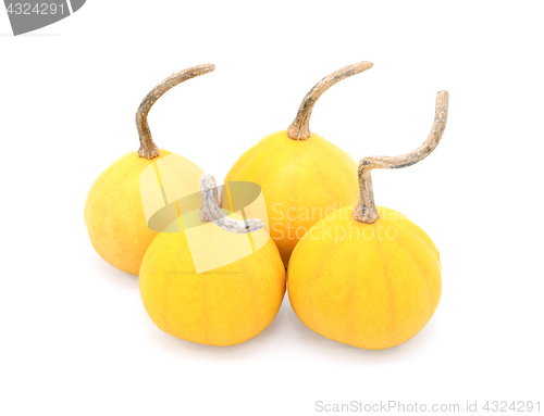 Image of Four small yellow ornamental gourds