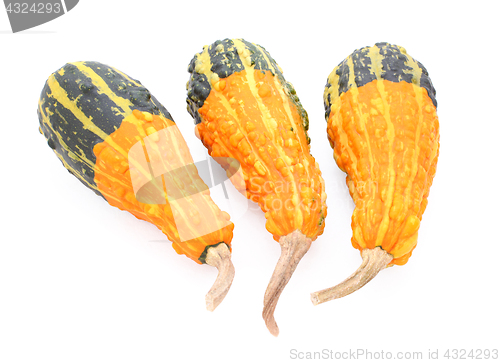 Image of Group of three pear-shaped orange and green ornamental gourds