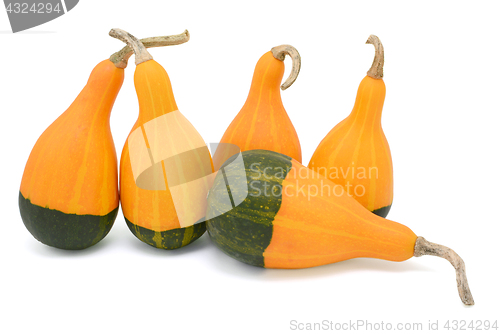 Image of Group of five smooth-skinned, pear-shaped ornamental gourds