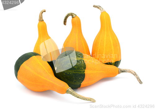 Image of Five smooth, pear-shaped orange and green ornamental gourds