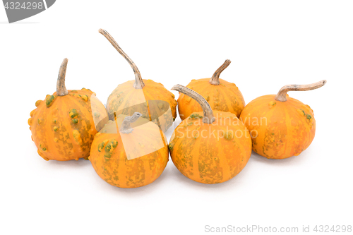 Image of Group of six small round warty ornamental gourds