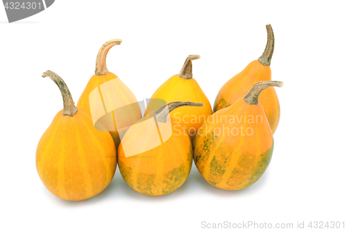 Image of Six orange pear bicolor ornamental gourds with faded green marki