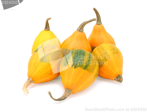 Image of Group of six orange pear bicolor ornamental gourds
