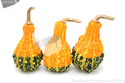 Image of Three pear-shaped orange and green ornamental gourds 