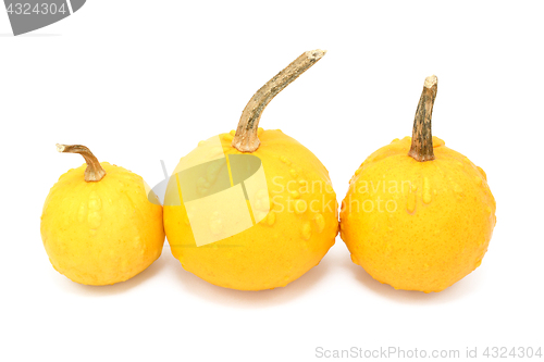 Image of Three round orange ornamental gourds with warty lumps