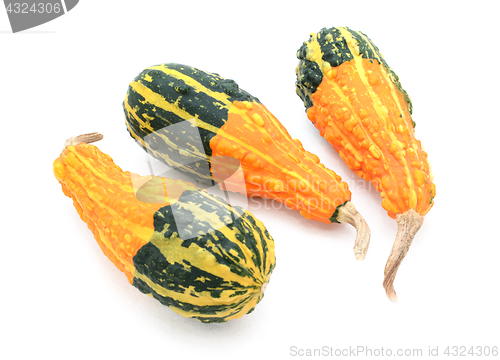 Image of Three pear-shaped orange ornamental gourds with bold green bases