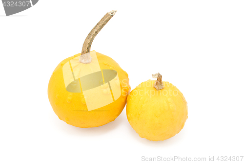 Image of Large and small round orange ornamental gourds with warty lumps