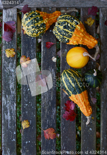 Image of Ornamental gourds with fall leaves on a rustic bench