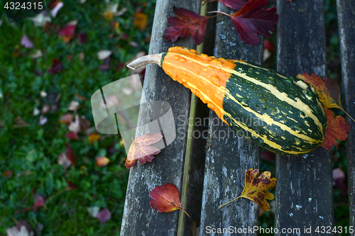 Image of Long, warty orange and green ornamental gourd on weathered bench