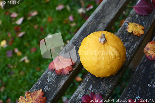 Image of Warty yellow ornamental gourd on rustic wooden bench 