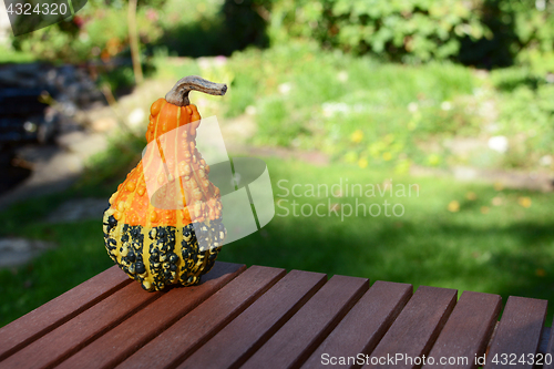 Image of Warty orange and green ornamental gourd on wooden table