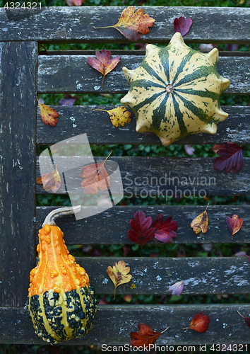 Image of Crown of Thorns and pear-shaped gourd on weathered bench