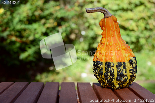 Image of Warty orange and green ornamental gourd on wooden table