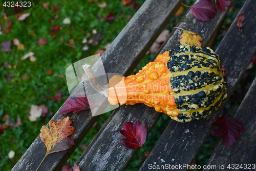 Image of Bold orange and green warty ornamental gourd on bench 