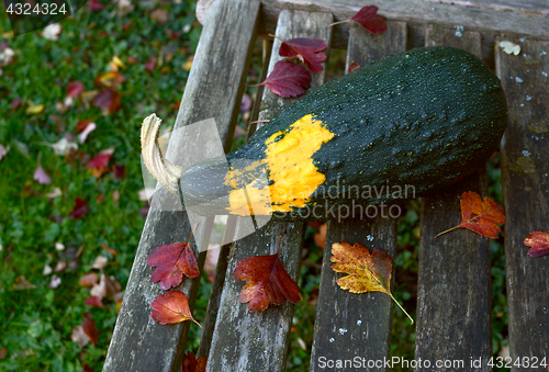 Image of Large ornamental gourd on a bench littered with autumn leaves