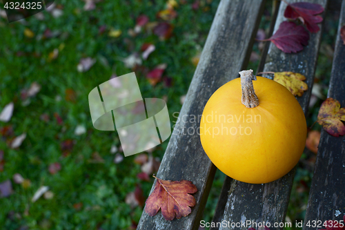 Image of Yellow gourd on bench, above lawn covered with leaves