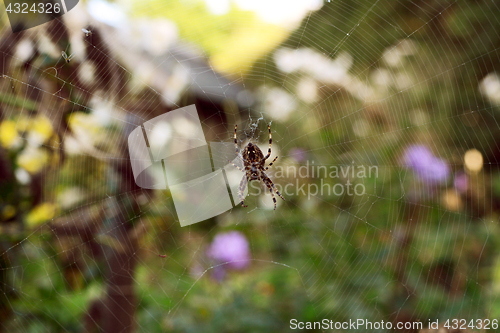 Image of European garden spider sits on a tangled web