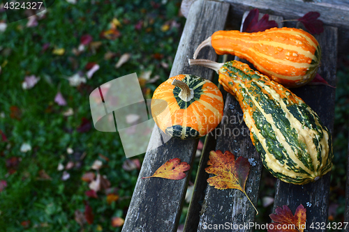 Image of Three ornamental gourds among autumn leaves on wooden bench