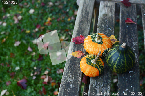 Image of Three small ornamental gourds in an autumnal garden