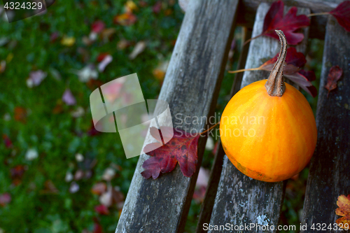 Image of Smooth pear bicolour ornamental gourd on a wooden bench