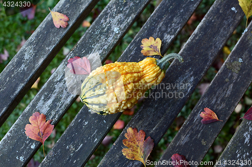 Image of Warty-textured yellow and green gourd among autumn leaves