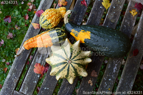 Image of Ornamental gourds in different shapes and colours among autumn l