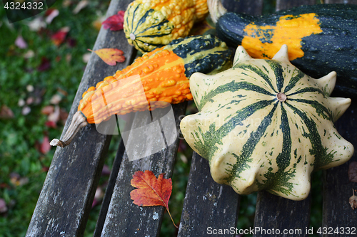 Image of Four ornamental gourds with bright colours on a rustic bench
