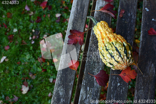 Image of Warty-textured yellow and green ornamental gourd among red leave