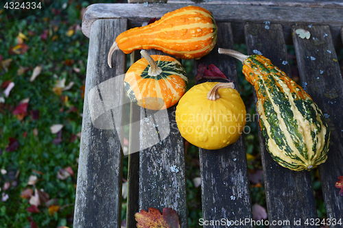 Image of Assorted orange, green and yellow ornamental gourds on rustic be