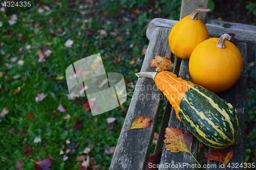 Image of Striped gourd and two yellow ornamental gourds 