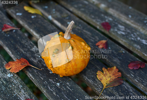 Image of Small orange and green ornamental gourd on an old bench