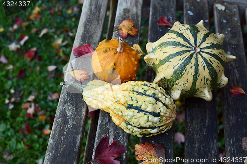 Image of Three warty and colourful ornamental gourds among autumnal leave