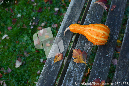 Image of Orange pear-shaped ornamental gourd lies on rustic wooden bench