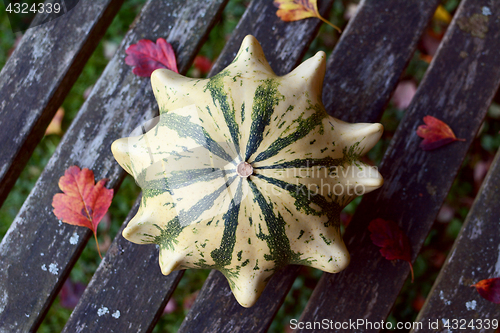 Image of Crown of Thorns ornamental gourd on a weather-beaten bench