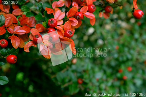 Image of Red cotoneaster berries on a patch of autumn leaves