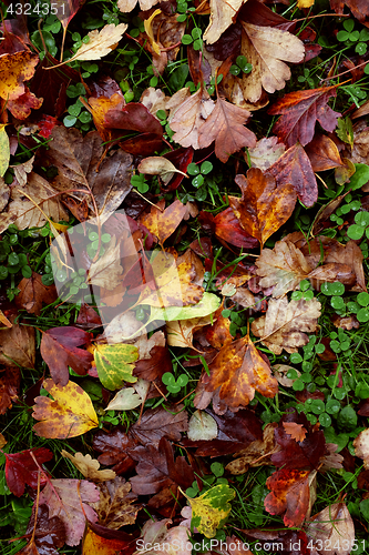 Image of Red and yellow hawthorn leaves background