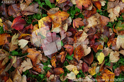 Image of Abstract background of red and yellow hawthorn leaves 