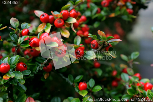 Image of Red cotoneaster berries with green foliage