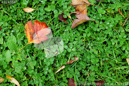 Image of Red hawthorn leaf on green clover and grass