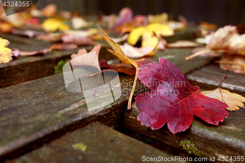 Image of Red hawthorn leaf on a wooden bench covered with leaves