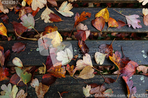 Image of Red and yellow autumn leaves scattered on bench